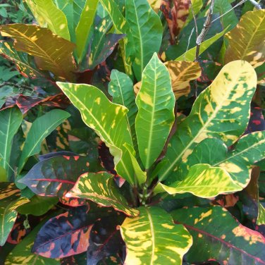 Codiaeum variegatum - 100 Seeds