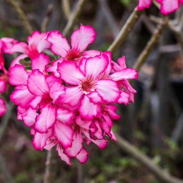 'Color Butterfly' Desert Rose White Red Adenium - 2 Seeds
