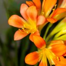 Colorful Clivia Miniata Bonsai, Indoor Gorgeous Seed Bush Lily Flower - 100 Seed
