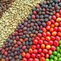 Colorful Coffee Bean Plants - 10 Seeds