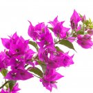 Colorful Ixora Chinensis Bonsai Plant Flower Bonsai Perennial Bougainvillea - 10