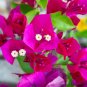 Colorful Ixora Chinensis Bonsai Plant Flower Bonsai Perennial Bougainvillea - 10