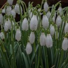 Common Snowdrop Flower - 200 Seeds