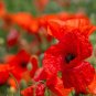 Corn Poppy Flower Coquelicot Flower - 120 Seeds
