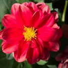 Cosmos Coreopsis Blackish Coffee Red Striped Dark Red White - 50 Seeds