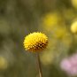 Craspedia Billy Balls Yellow Flower - 10 Seeds