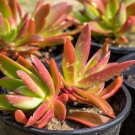 Crassula Capitella Thyrsiflora Red Pagoda Succulent Cactus Bonsai - 10 Seeds