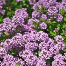 Creeping Thyme - 100 Seeds