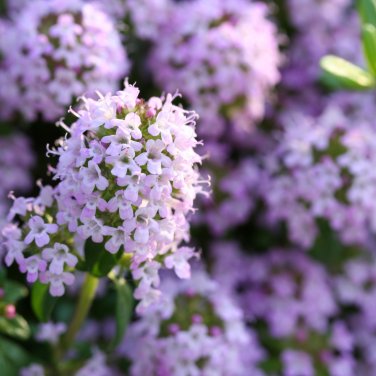 Creeping Thyme Bonsai Flower Plant - 200 Seed