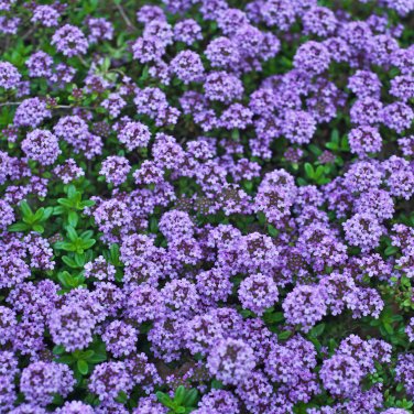Creeping Thyme or Blue ROCK CRESS - 100 Seeds