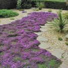 Creeping Thyme Rock CRESS Plant Mixed Pink and White Colors  - 200 Seeds