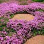 Creeping Thyme Rock CRESS Plant Mixed Pink and White Colors - 200 Seeds