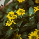 Creeping Zinnias Sanvitalia Flower - 30 Seeds