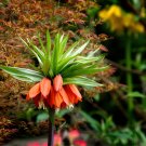 Crown Imperial Bonsai Wang Fritillaria Bonsai - 30 Seeds