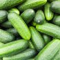 Cucumber Dark Green Crisp Barbed Vegetable - 20 Seeds