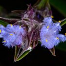 Cyanotis arachnoidea C.B.Clarke - 2 Seeds