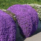 Dark Blue Creeping Thyme ROCK CRESS Ground Cover Flower - 100 Seeds