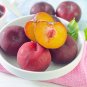 Delicious Round Plums Fruit Tree Good Quality Mysterious Gift - 10 Seeds