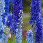 Delphinium Seeds Light Bright Blue Colors - 120 Seeds