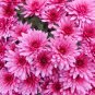 Dendranthema Grandiflorum Groud-cover Chrysanthemum Perennial Flower - 250 Seeds