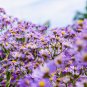 Dendranthema Grandiflorum Groud-cover Chrysanthemum Perennial Flower - 250 Seeds