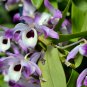 Dendrobium officinale (Flower Powder) - 1 Seeds
