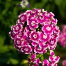 Dianthus Caryophyllus Mother Flower - 50 Seeds