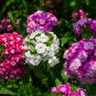 Dianthus Caryophyllus Seeds Carnation Black Double Flowers with White Edge - 100