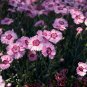 Dianthus 'Grans Favourite' Pinks Perennial Garden Plug Plants - 200 Seeds