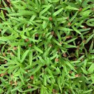 Dichondra Bonsai Emerald Falls Multi Leafed Grass Bonsai Green - 100 Seeds