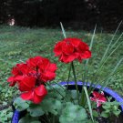 Diemierii Schafferi Zonal Geranium Red Pelargonium Flower - 10 Seeds