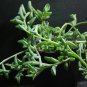 Dolphin Succulent DL425C - 100 Seeds