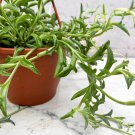 Dolphin Succulent  DL425C - 1000 Seeds