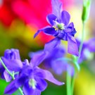 Double Columbines Aquilegia - 20 Seeds