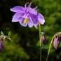 Double Columbines Aquilegia - 20 Seeds