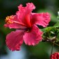 Double Flap Hibiscus Flower Seeds Pink Flowers