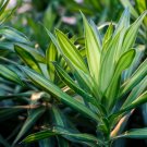 Dracaena