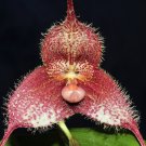 Dracula Pholeodytes Monkey Orchids The Cave-Hiding Dracula Flower - 50 Seeds