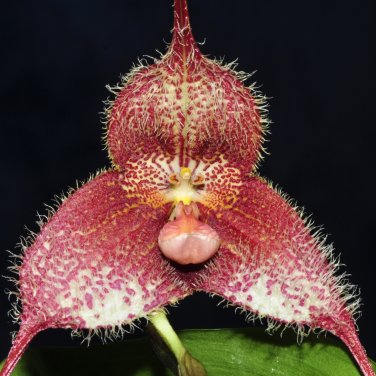 Dracula Pholeodytes Monkey Orchids The Cave-Hiding Dracula Flower - 50 Seeds