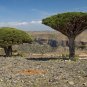Dragon Blood Tree (Dracaena cinnabari Balf) Dracaena Trees Four Seasons - 10 See