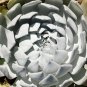 Dudleya acuminata Succulents Garden Plants - 20 Seeds