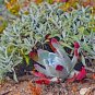 Dudleya acuminata Succulents Garden Plants - 20 Seeds