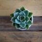 Dudleya collomiae Succulents Garden Plants - 20 Seedsas