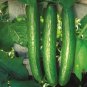 Early Spring Burpless Hybrid Cucumber - 50 Seeds