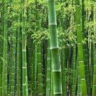 Easy Grow Fresh Giant Moso Bamboo bonsais - 50 Seeds