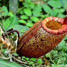 Eating Mosquito Carnivorous Plants Nepenthes - 200 Seeds