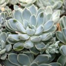 Echeveria Purpusorum Fresh Ones - 100 Seeds
