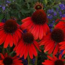 Echinacea 'FIREBIRD' Fire Red Bonsai Coneflowers Hybrid Bonsai Flowers - 200 See