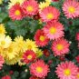 Edana Red Chrysanthemum Plant Flower - 50 Seeds