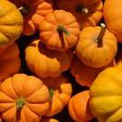 Edible Large Orange Pumpkin with Green Stripe - 30 Seeds